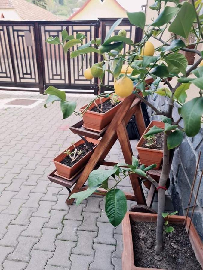Pensiunea Otilia Sighişoara Exteriér fotografie